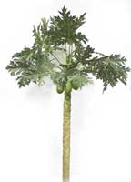 Papaya Tree